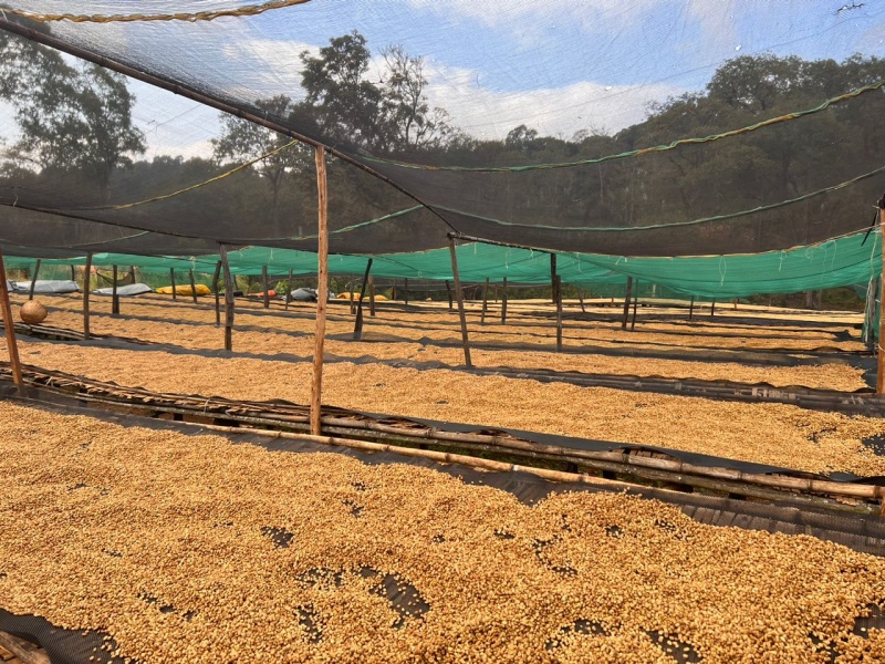 エチオピア Co-NECT グジ シャキッソ ゴールデンハニー G1 生豆 | 海ノ